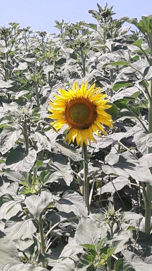 Agriturismo Il Colore Del Grano San Vittore  المظهر الخارجي الصورة